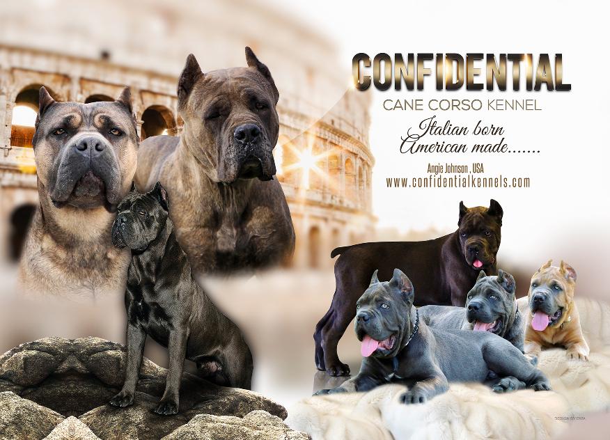 working cane corso kennels