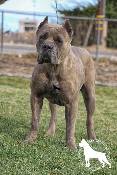 original cane corso breeders