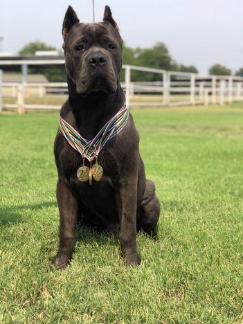 Confidential kennels shop cane corso